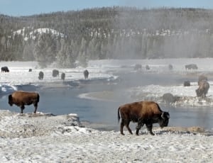 herd of bison thumbnail