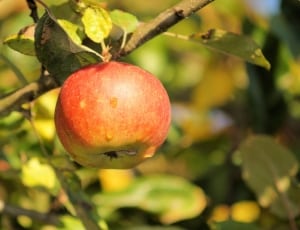 red round apple fruit thumbnail