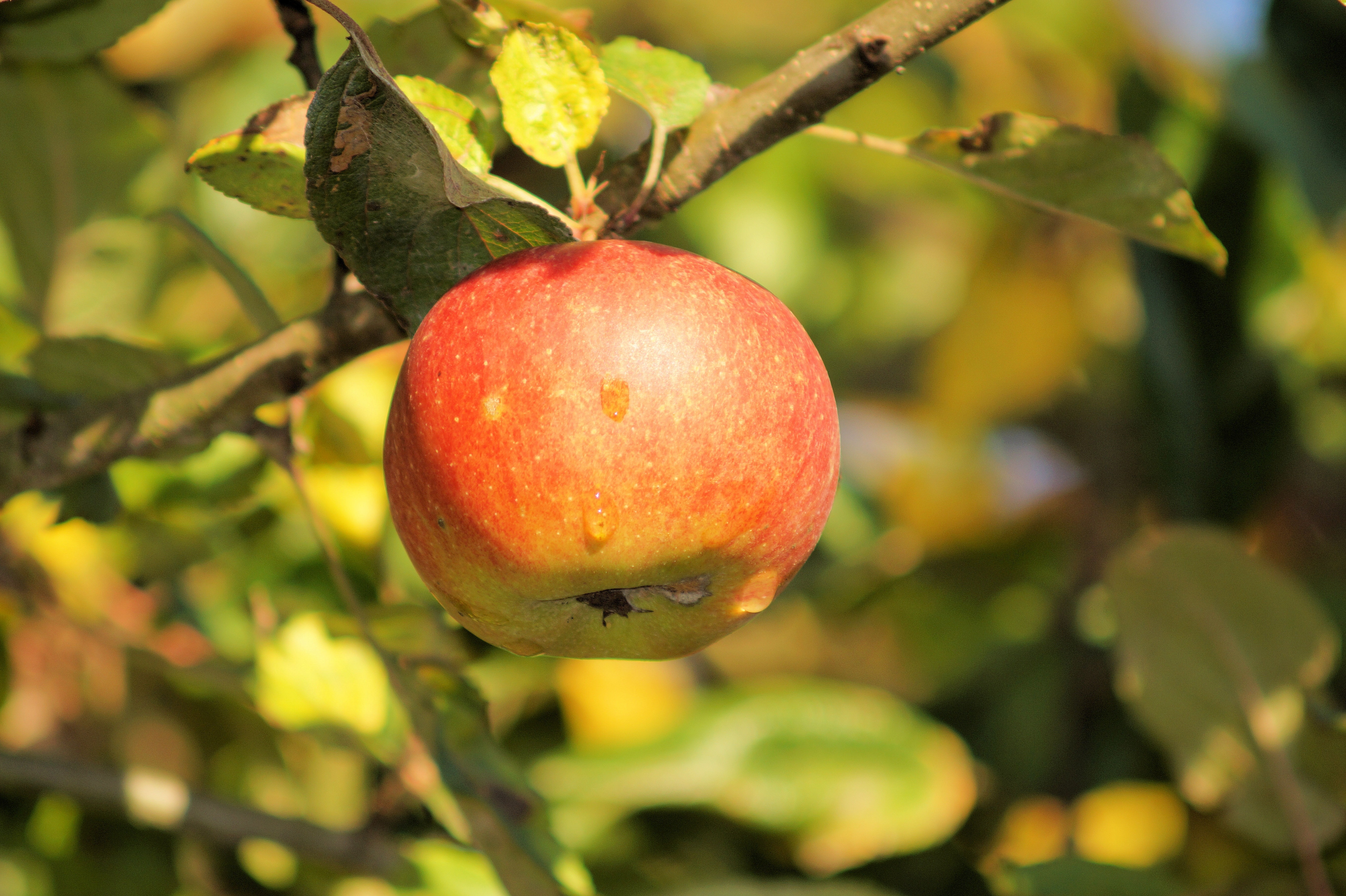 red round apple fruit