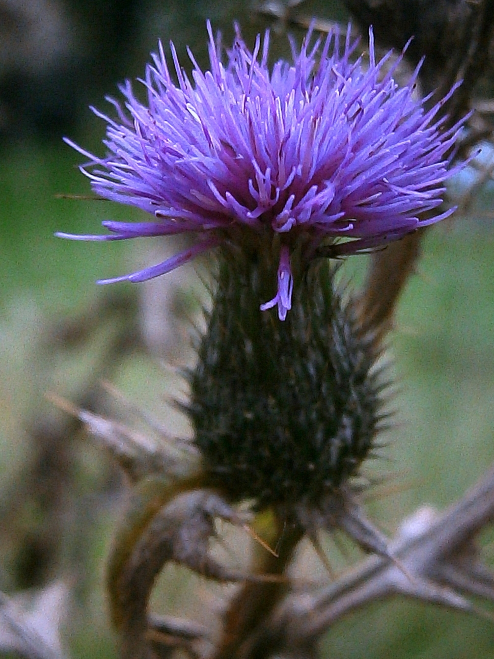 Thistle, Milk Thistle, Silybum Marianum, purple, flower preview