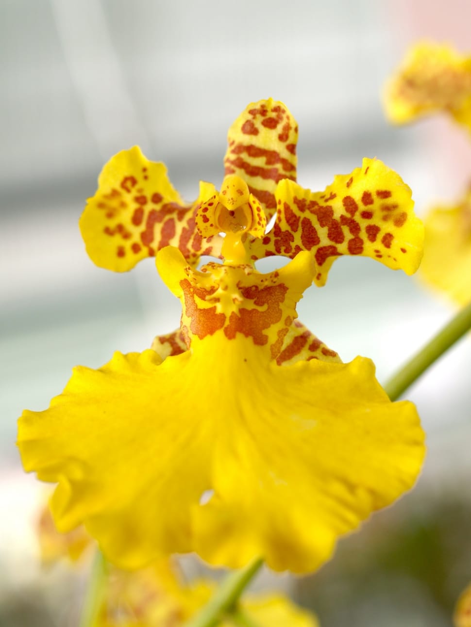 yellow and brown orchid flower preview