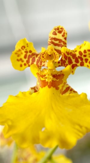 yellow and brown orchid flower thumbnail