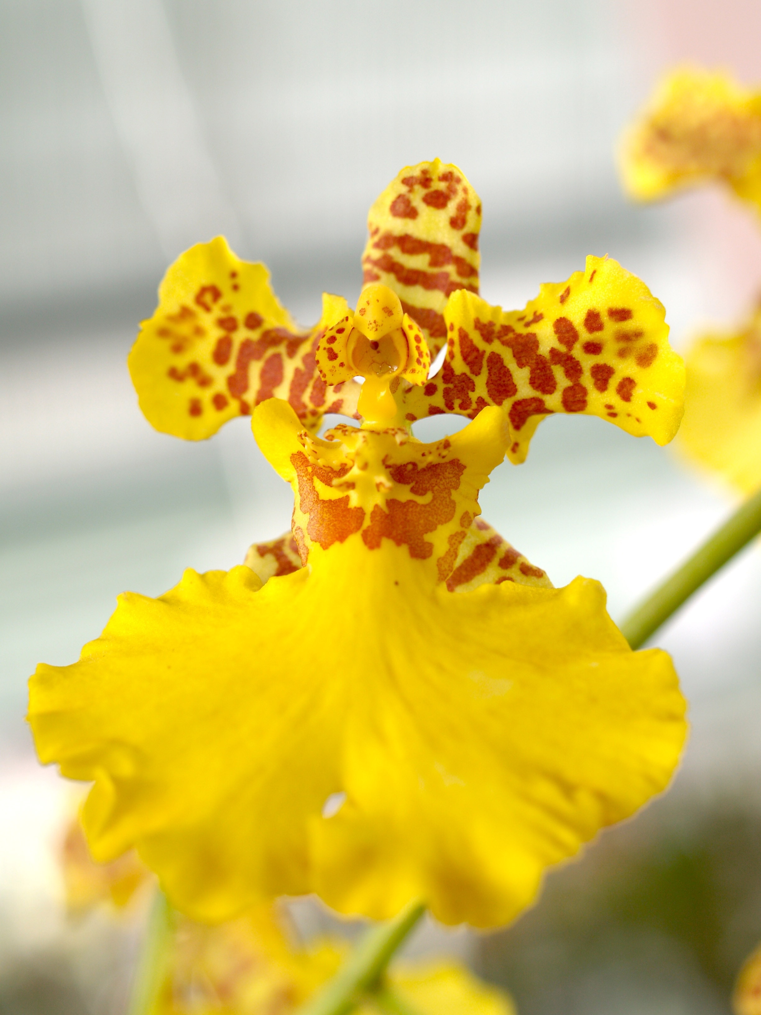 yellow and brown orchid flower