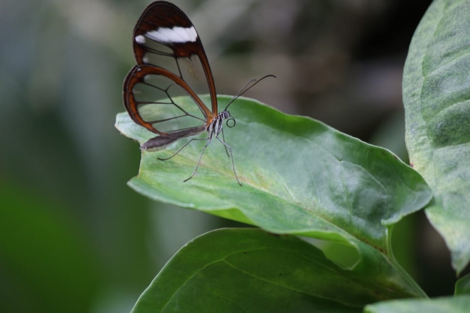 brown butterfly on green leaf preview