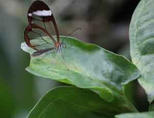 brown butterfly on green leaf thumbnail