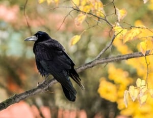 selective focus photography of crow perched on gray tree trunk with yellow leaves thumbnail
