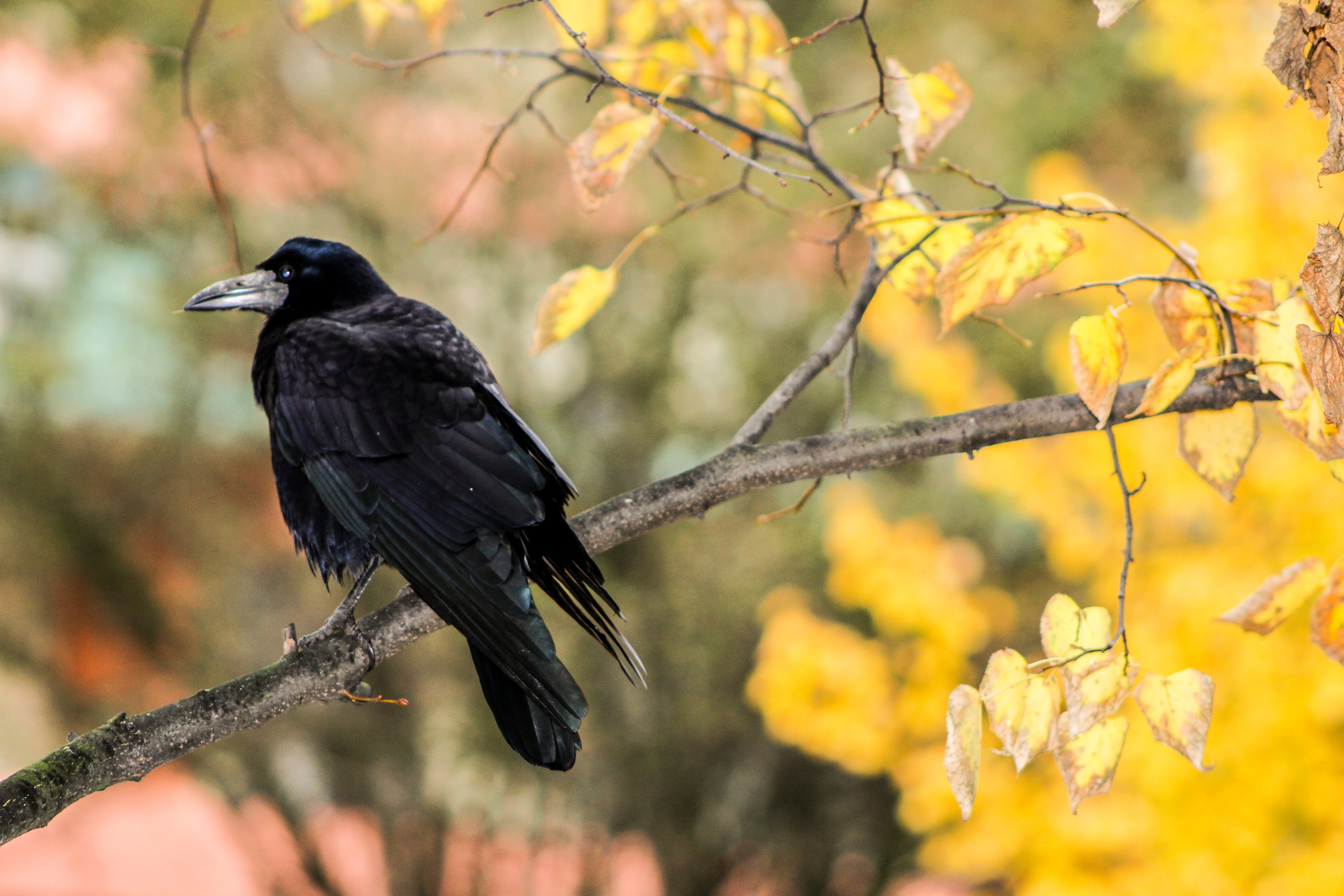 selective focus photography of crow perched on gray tree trunk with yellow leaves