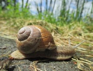 beige farm snail thumbnail