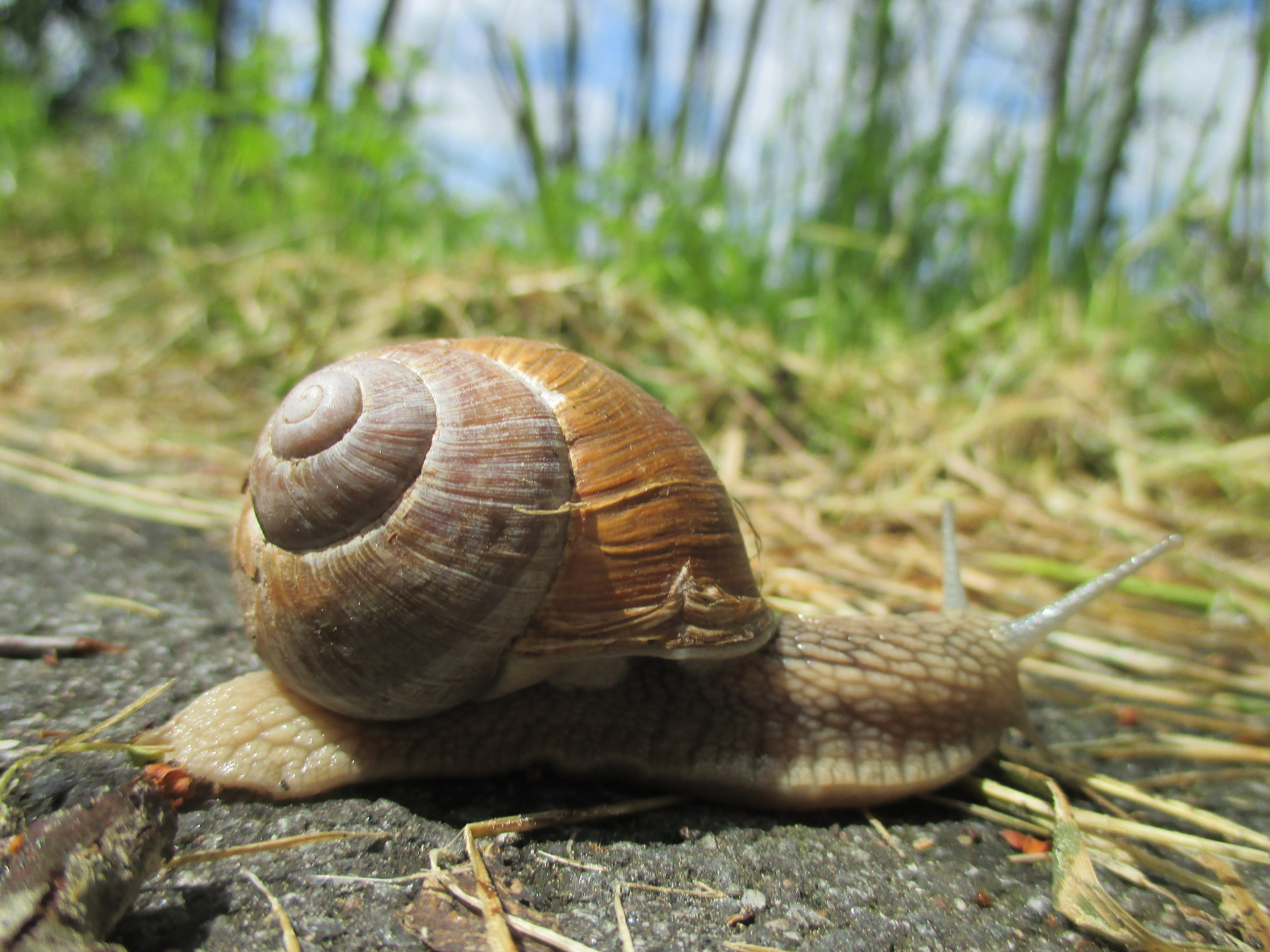 beige farm snail