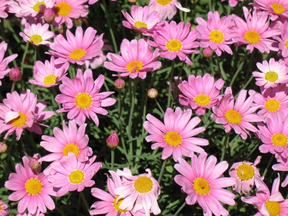 pink daisy flowers lot preview