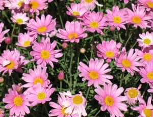 pink daisy flowers lot thumbnail