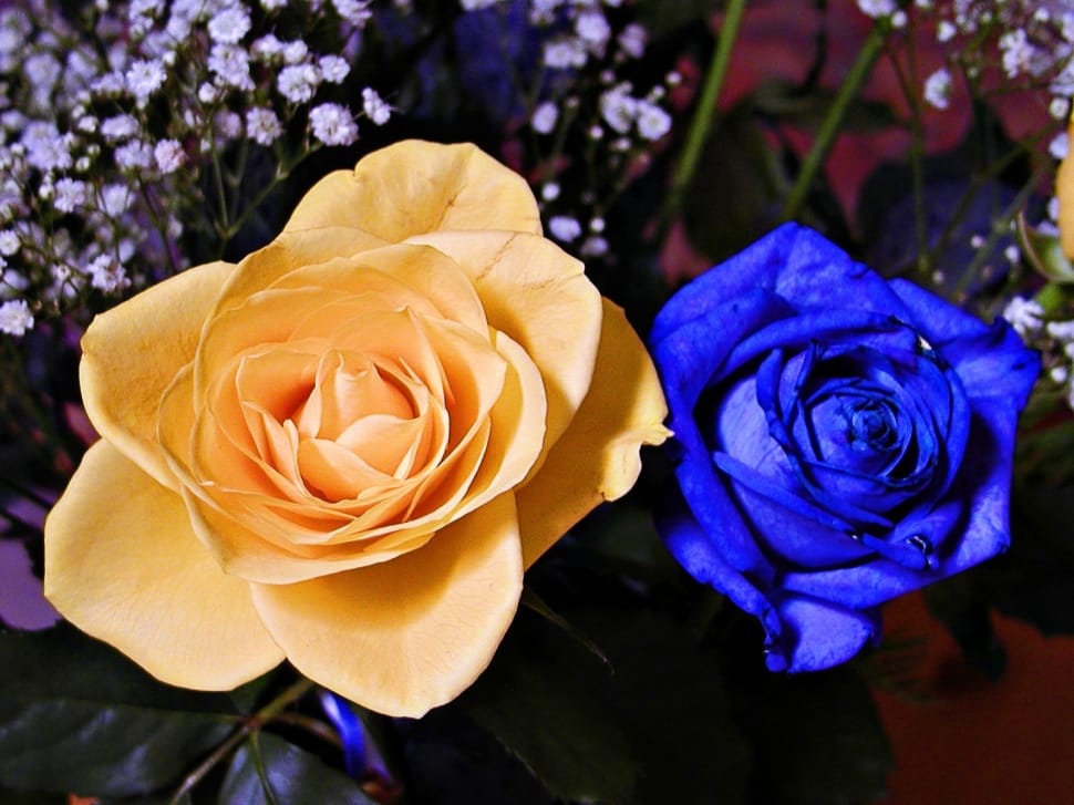 yellow petaled flower and blue petaled flower preview