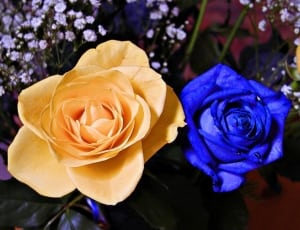 yellow petaled flower and blue petaled flower thumbnail