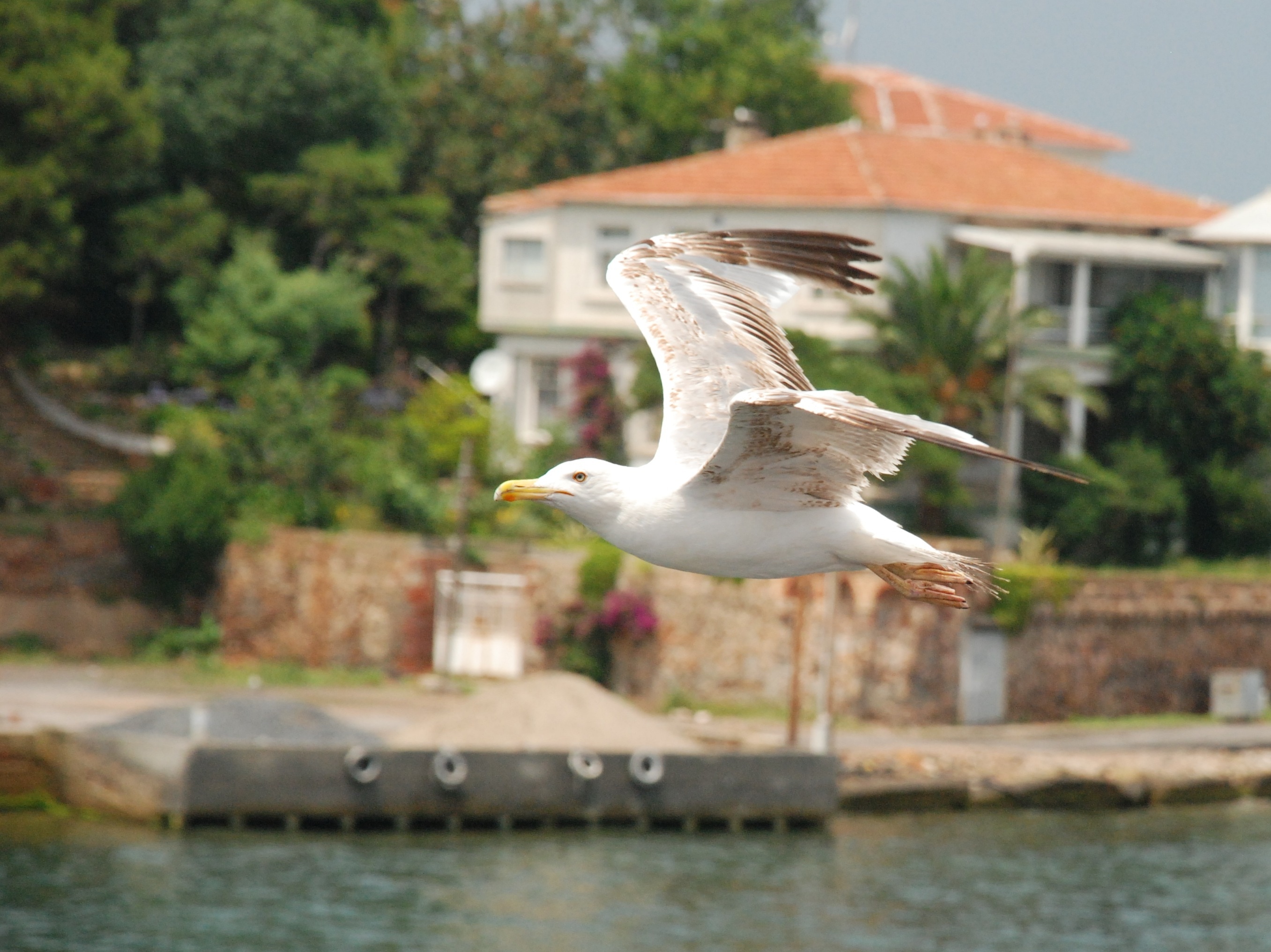 white gull