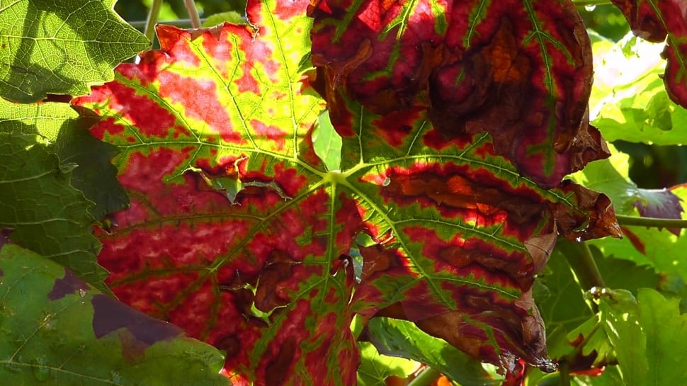 green and red leaf preview