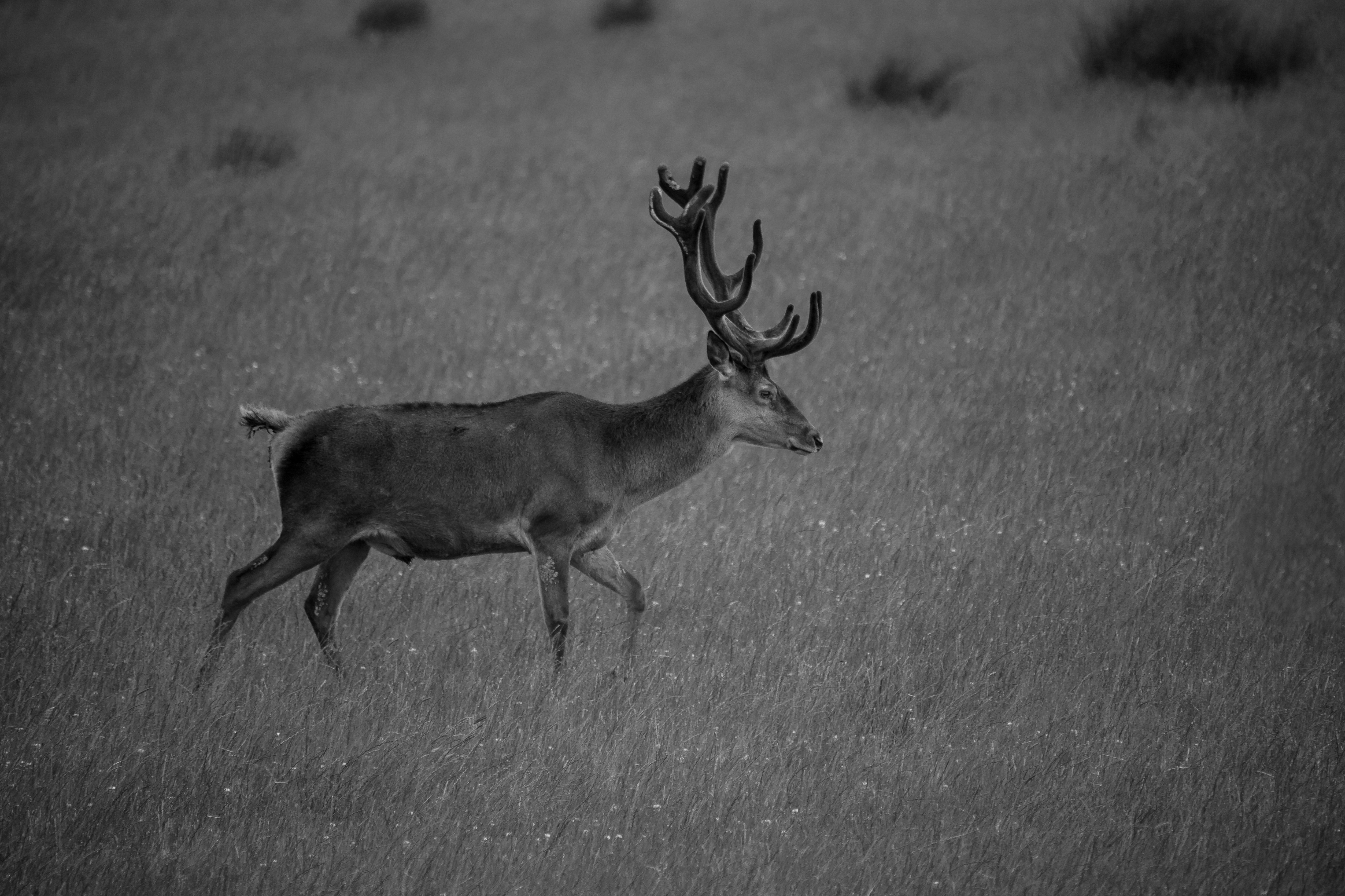 grayscale photo of deer