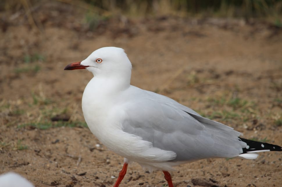 white and gray seagull preview