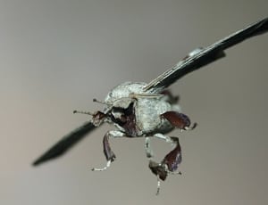 grey moth thumbnail