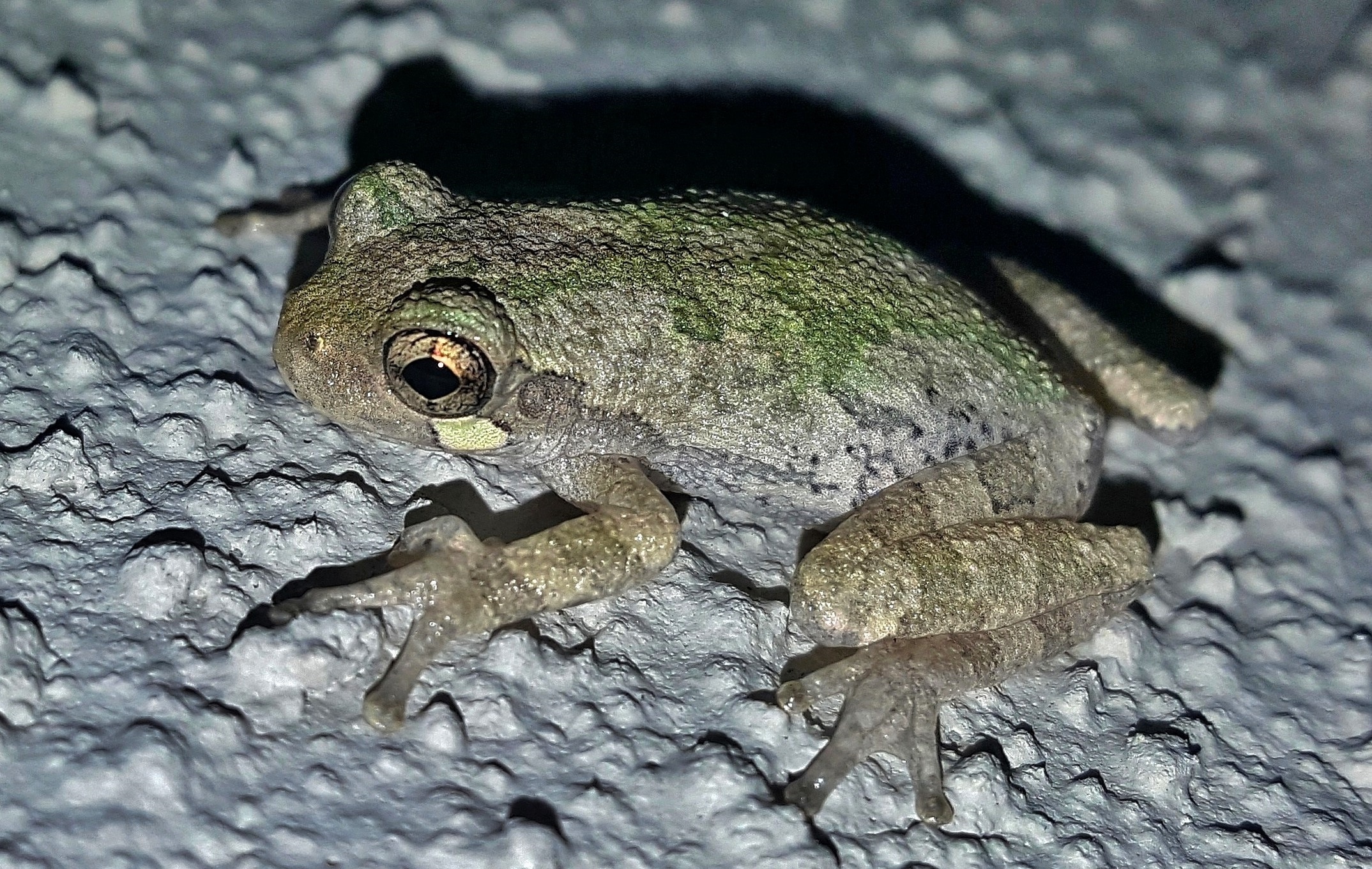 green and gray frog