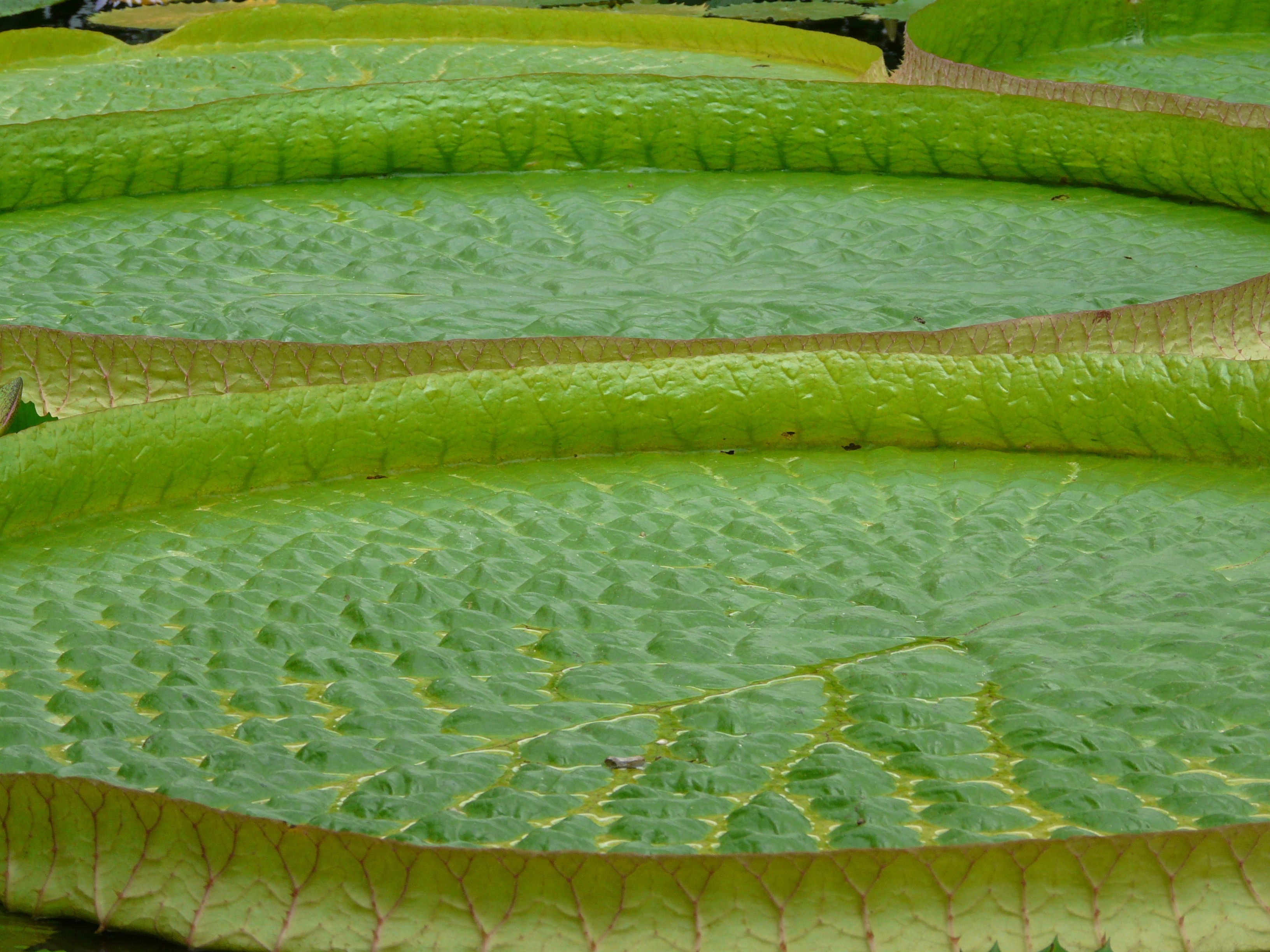 1920x1200 wallpaper | green inflatable pool | Peakpx