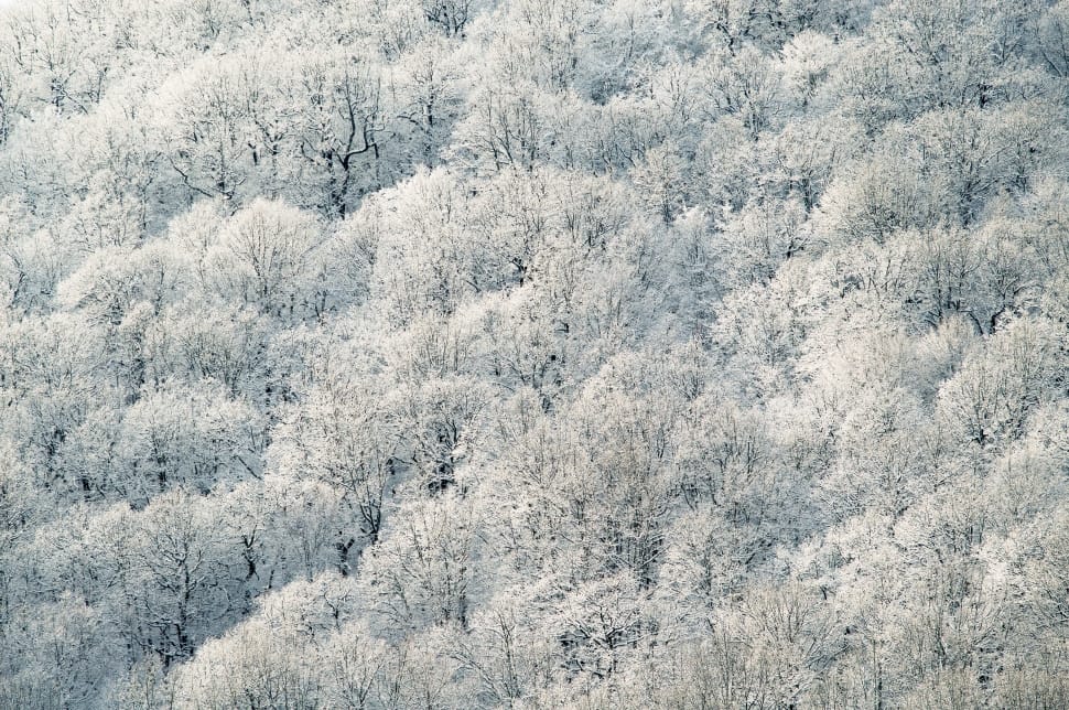 white leafed trees preview