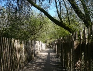 brown wooden fence concrete pathway and green trees thumbnail
