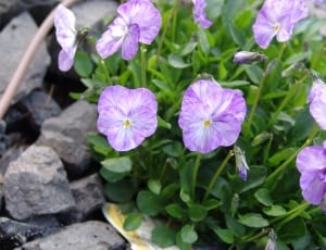 purple and white flowers thumbnail