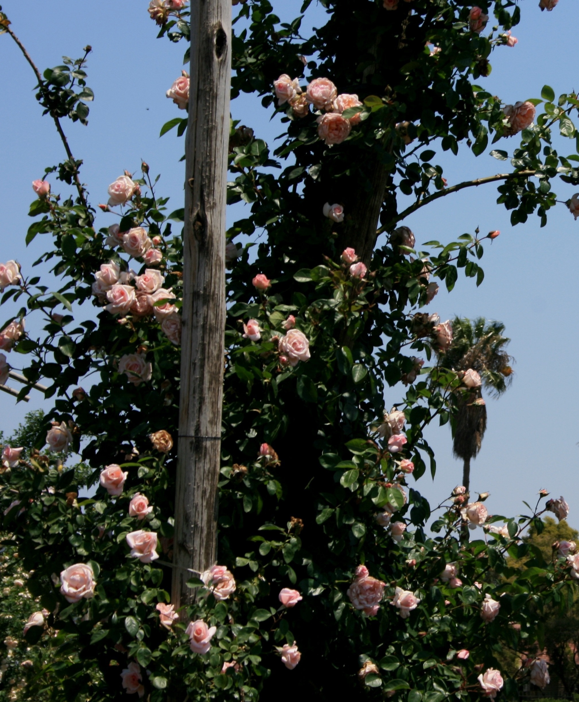 green tree with pink flowers during daytime