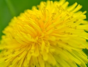 close up photo of yellow flower thumbnail