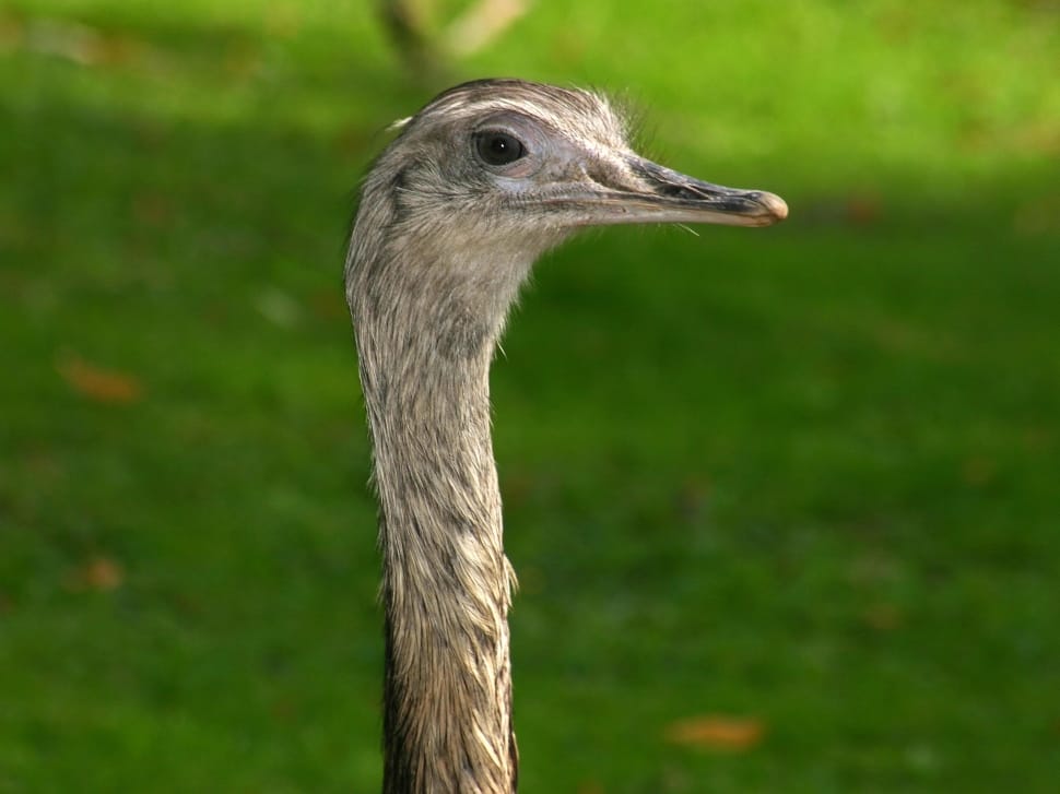ostrich head preview
