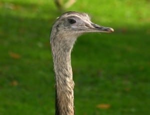 ostrich head thumbnail