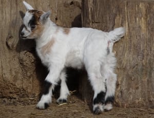 white and beige goat kid thumbnail