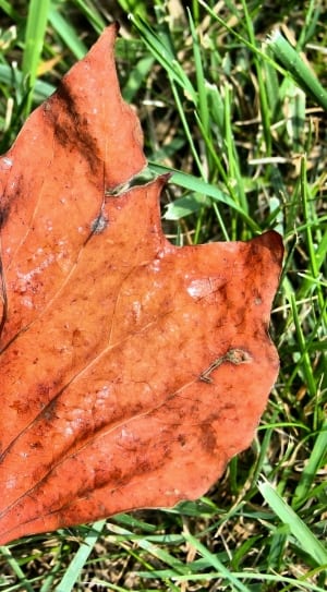 dried leaf thumbnail