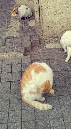 white and orange tabby cat thumbnail
