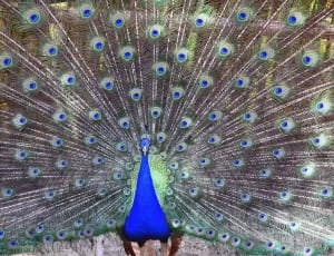 blue peacock thumbnail