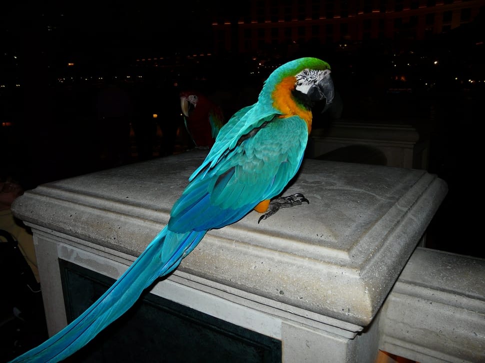 blue brown and green macaw preview