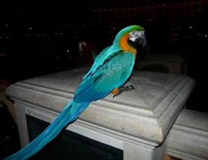 blue brown and green macaw thumbnail