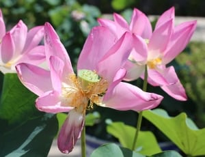 lotus flower thumbnail