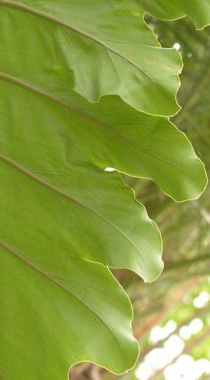 green leaf thumbnail