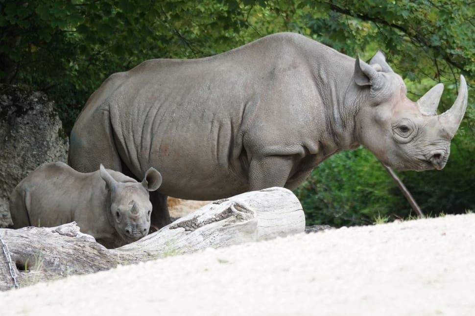 2 grey rhinos preview