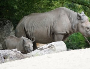 2 grey rhinos thumbnail