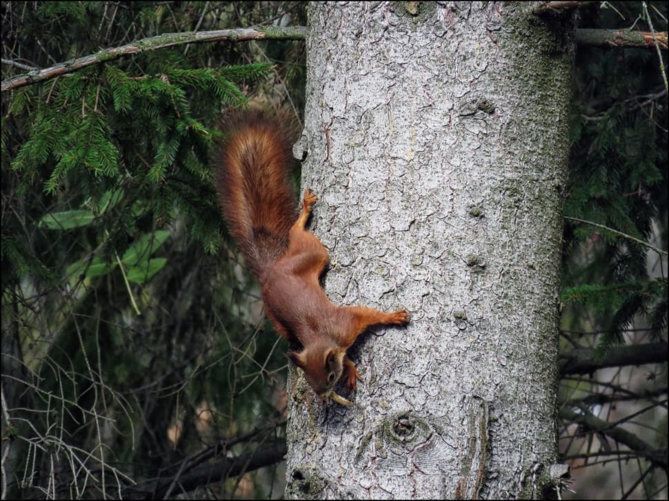red squirrel preview