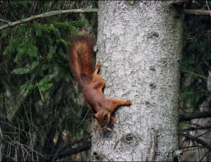 red squirrel thumbnail