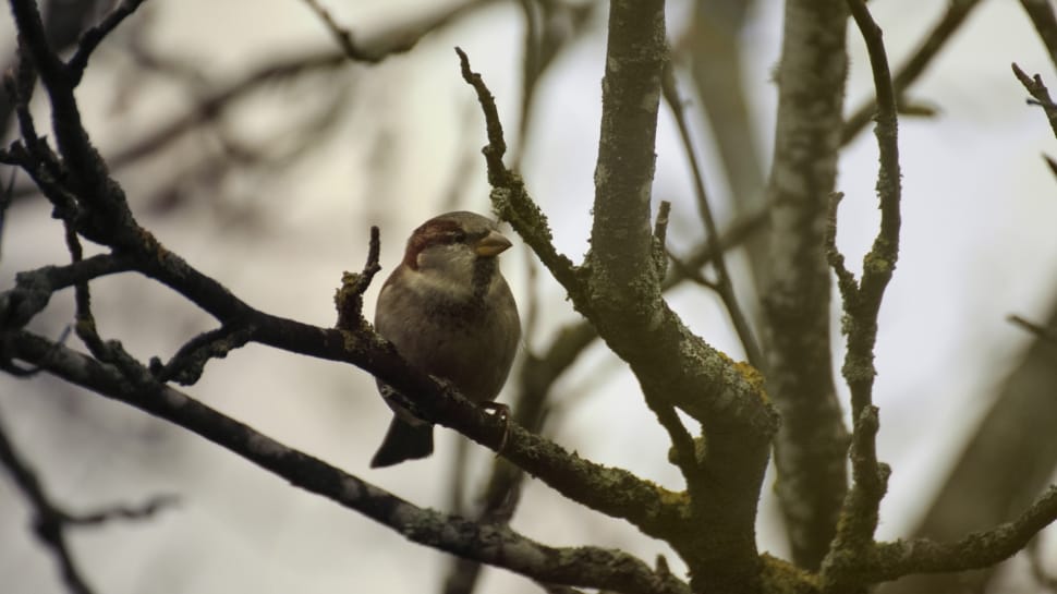 brown finch on tree branch at daytime preview