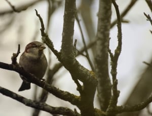 brown finch on tree branch at daytime thumbnail
