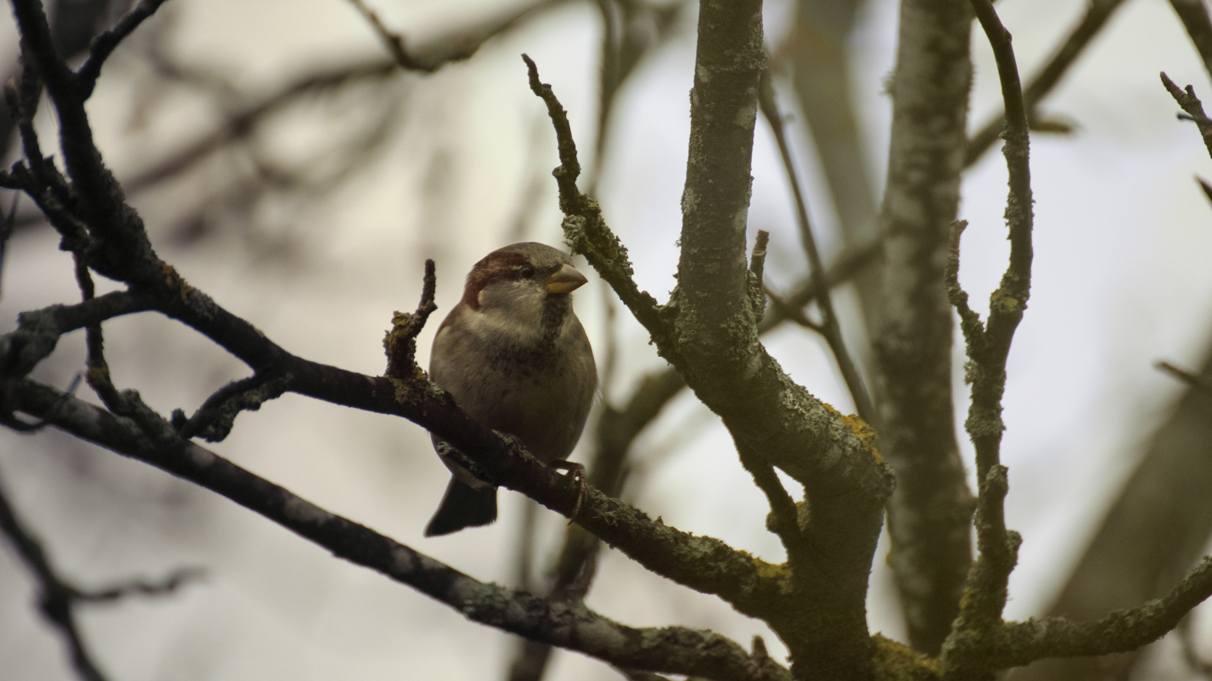 brown finch on tree branch at daytime