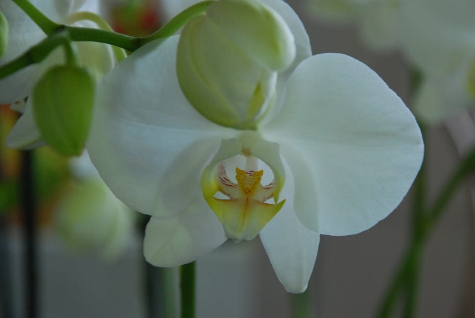 Orchid, White, Flower, Plant, Blossom, flower, growth preview