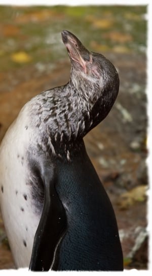 black and gray penguin thumbnail