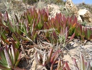 brown and green succulent plants thumbnail
