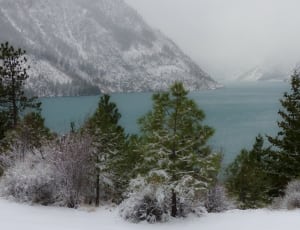 green trees surrounded by snow near body of water thumbnail